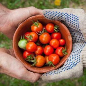 De Korte Keten: Een Duurzame Revolutie in Voedselproductie